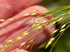 Panicum hirticaule