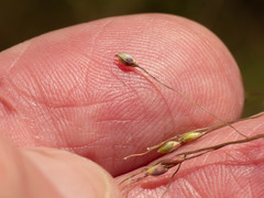 Panicum hirticaule
