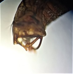 Pycnocentria funerea