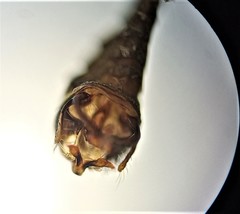 Pycnocentria funerea