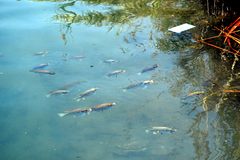 Sarotherodon galilaeus