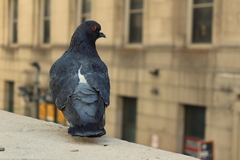 Columba livia domestica