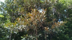 Sapotaceae