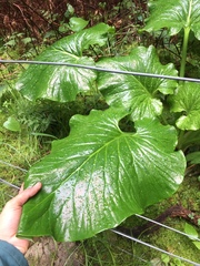 Cardiocrinum giganteum