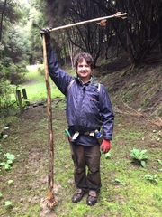 Cardiocrinum giganteum