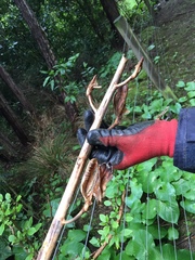 Cardiocrinum giganteum