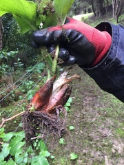Cardiocrinum giganteum