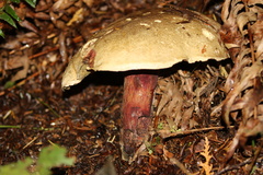Caloboletus rubripes
