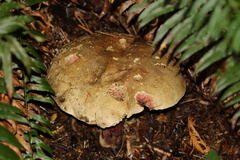 Caloboletus rubripes