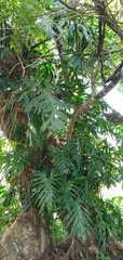 Thaumatophyllum bipinnatifidum