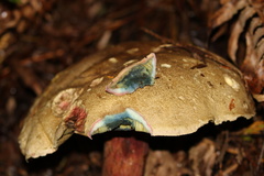 Caloboletus rubripes