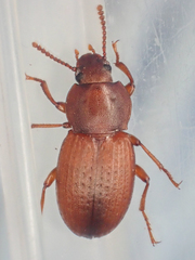 Epantius obscurus