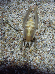 Rhachocnemis validus