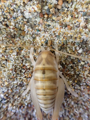 Rhachocnemis validus