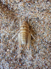 Rhachocnemis validus