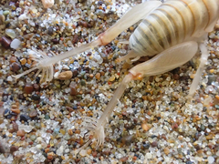 Rhachocnemis validus