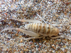 Rhachocnemis validus