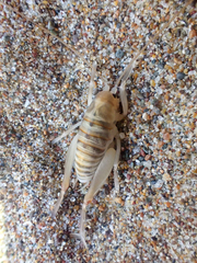 Rhachocnemis validus