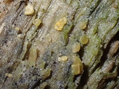 Orbilia xanthostigma