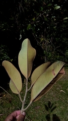 Sapotaceae