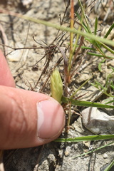 Spiranthes magnicamporum