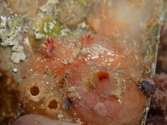 Asterocarpa