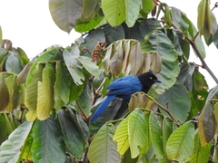 Cyanocorax melanocyaneus image