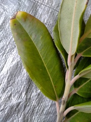 Pittosporum ralphii