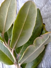 Pittosporum ralphii