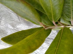Pittosporum ralphii