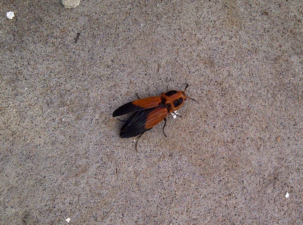 Hemirhipus