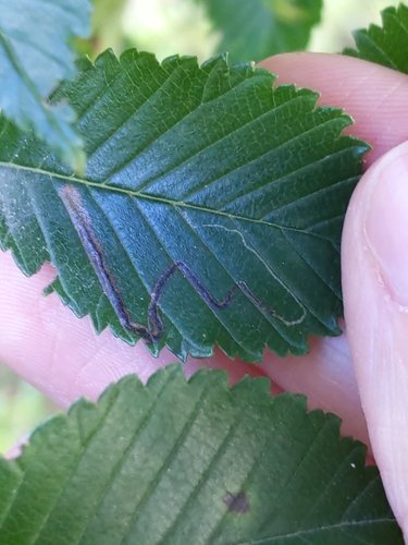 Asian Elm Leafminer Moth