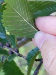Stigmella multispicata