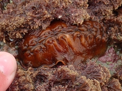 Cryptoconchus porosus image