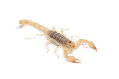 Paruroctonus luteolus