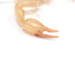 Paruroctonus luteolus