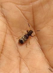Pelonium