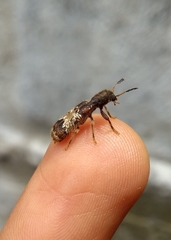 Pelonium