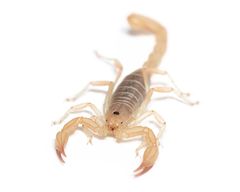 Paruroctonus luteolus