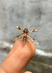 Pelonium