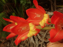 Gladiolus dalenii