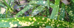 Ceriagrion cerinorubellum