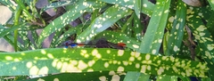 Ceriagrion cerinorubellum