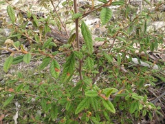 Pomaderris prunifolia