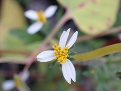Bidens bigelovii