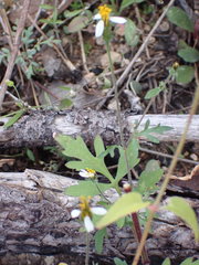 Bidens bigelovii