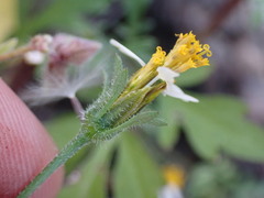 Bidens bigelovii