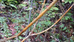 Aurantioporthe corni