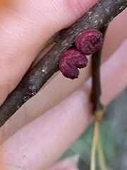 Kokkocynips