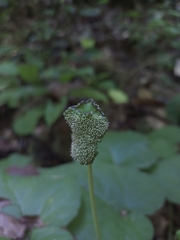 Dorstenia contrajerva